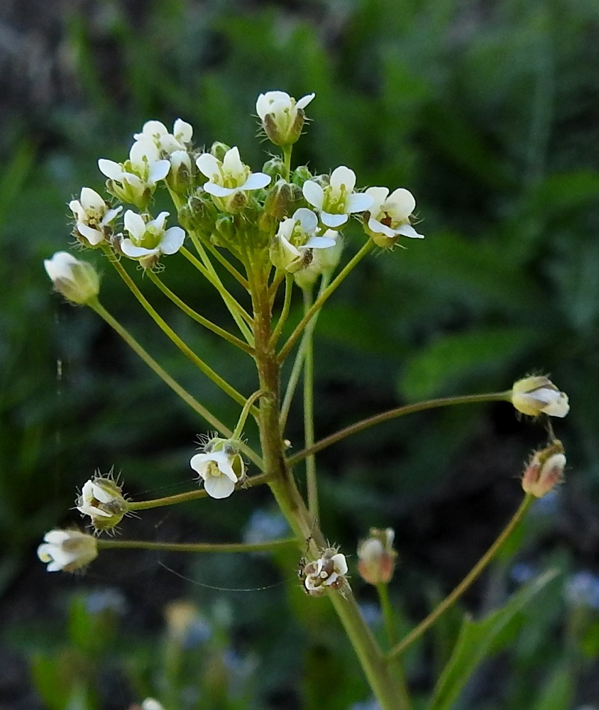 Capsella bursa-pastoris - (rikka)lutukan verholehdet ovat lähinnä puikeat, kuperat, tylppä- tai pyöreäpäiset ja kalvolaitaiset. Ne voivat olla myös siirottavasti hapsikarvaiset ja väriltään vihreän lisäksi ruskehtavat tai punaruskeat. Pituutta niillä on useimmiten noin 1,5-2 mm ja leveyttä leveimmältä kohtaa noin 0,8-1 mm. EH, Hämeenlinna, Ahvenisto, Ahvenistonjärven eteläpää uimala-altaan kohdalla, ulkoilureitiltä kohti allasta nouseva, avoin pengerrinne, luonnonsuojelualue, 18.5.2024. Copyright Hannu Kämäräinen.