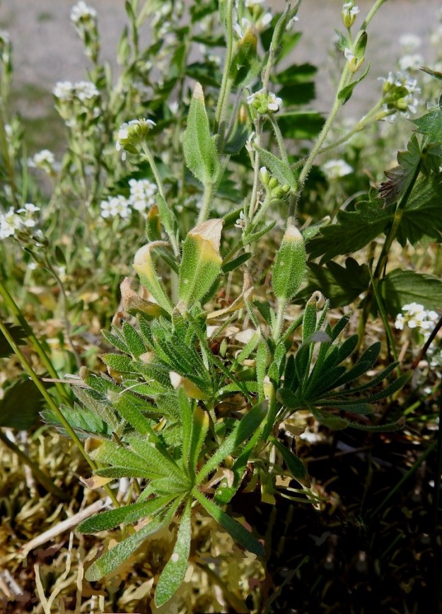Draba incana - harmaakynsimön juurenniskaan kasvaa toisinaan rönsymäisiä, lyhyitä sivuhaaroja, jotka päättyvät kukkavarrettomiin lehtiruusukkeisiin, jotka eivät aina ole edes maanmyötäisiä, vaan voivat kuvan tavoin kohota kuin kukkavarret ainakin. Varren tyven ja sivuhaarojen ruusukkeiden lehdet ovat kapean vastapuikeat, kapeatyviset ja lyhyesti suippokärkiset sekä useimmiten ehytlaitaiset. Ne ovat tavallisesti noin 5-20 mm pitkät ja leveimmältä kohtaa noin 1,5-3 mm leveät. 3.6.2018. Copyright Hannu Kämäräinen.