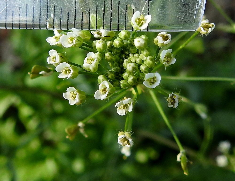 Capsella bursa-pastoris - (rikka)lutukan teriö on valkoinen ja tavallisesti noin 2,5-3,5 mm leveä. Toisinaan se voi puuttua kokonaan. EH, Hämeenlinna, Voutila, Jukola, Aroniitunkujan alkupään laide, sen ja Ahvenistontien välinen joutomaakaista, 29.5.2024. Copyright Hannu Kämäräinen.
