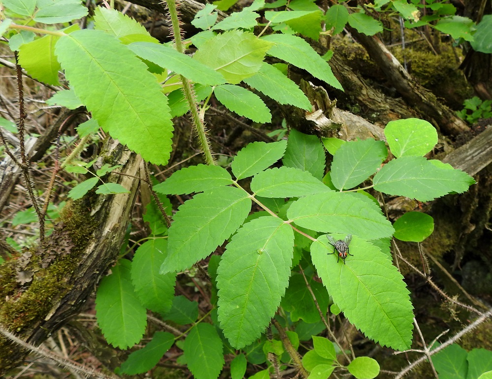 Rosa acicularis - karjalanruusun lehtilavassa on kolmesta seitsemään lehdykkää niin, että kärkilehdykän lisäksi lehdykkäpareja on yhdestä kolmeen. Lehdykät ovat lähinnä soikeat, päältä vaaleanvihreät ja kaljut sekä tavallisesti noin 1,5-5,5 cm pitkät ja noin 1-2,5 cm leveät. Kuvassa kärkilehdykällä istuu lihakärpäsiin kuuluva ruutukärpänen, Sarcophaga carnaria. 23.6.2021. Copyright Hannu Kämäräinen.