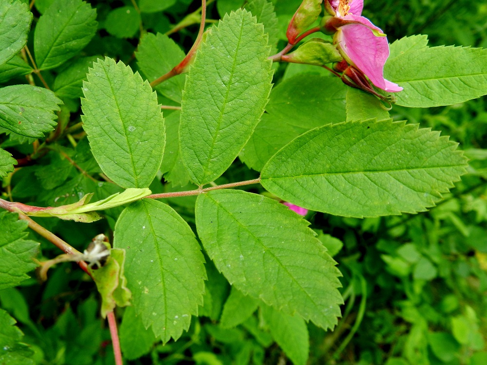 Rosa cinnamomea - metsäruusun lehtiruoti on noin 2-3 cm pitkä. Korvakkeet ovat lähinnä vastapuikeat ja lehtiruotiin kiinni kasvaneet. Ne ovat yleensä noin 1,5-2 cm pitkät. Lehdykät ovat soikean pitkulaiset ja tavallisesti noin 1,5-4,5 cm pitkät sekä noin 1-2,5 cm leveät. 3.7.2012. Copyright Hannu Kämäräinen.