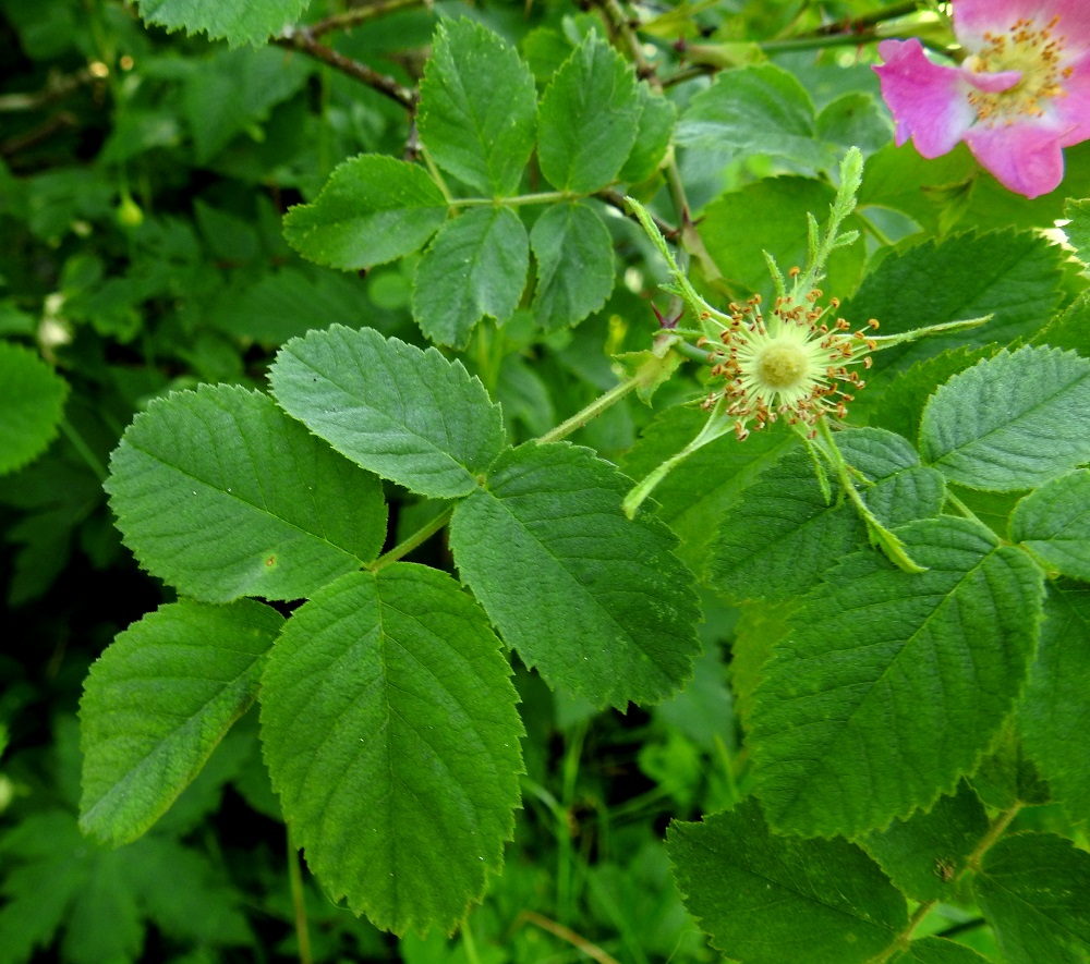 Rosa mollis - iharuusun lehtiruoti on noin 1,5-4,5 cm pitkä. Lehtilavassa on kolmesta seitsemään lehdykkää niin, että kärkilehdykän lisäksi lehdykkäpareja on yhdestä kolmeen. Yleisimmin lehdykkäpareja on kaksi. Lehdykät ovat lähinnä pyöreähköt tai soikeat ja tylppä-, pyöreä- tai matalan suippokärkiset. A, Jomala, Ramsholm, luonnonsuojelualue, alueen pohjoisosa, niemen länsilaita lehtometsikön reunassa, 14.7.2017. Copyright Hannu Kämäräinen.