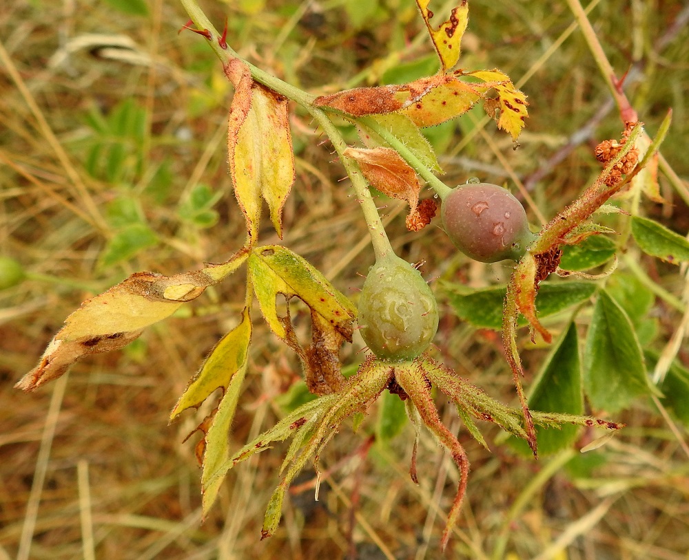 Rosa sherardii - okaruusun kukkapohjuksesta paisuu kypsänä punainen, marjamainen kiulukka, joka on pitkänomainen, yleensä noin 12-20 mm pitkä ja noin 10-16 mm paksu. Sen pinta on kalju tai samassakin kukinnossa vaihtelevasti vankan nystykarvainen. Verholehdet säilyvät kiulukan kärjessä sivulle siirottavina. Kiulukka kypsyy syyskuussa ja pysyy kypsänäkin kovapintaisena. Iharuusun pallomainen kiulukka kypsyy ja pehmenee jo elokuussa. 15.7.2022. Copyright Hannu Kämäräinen.