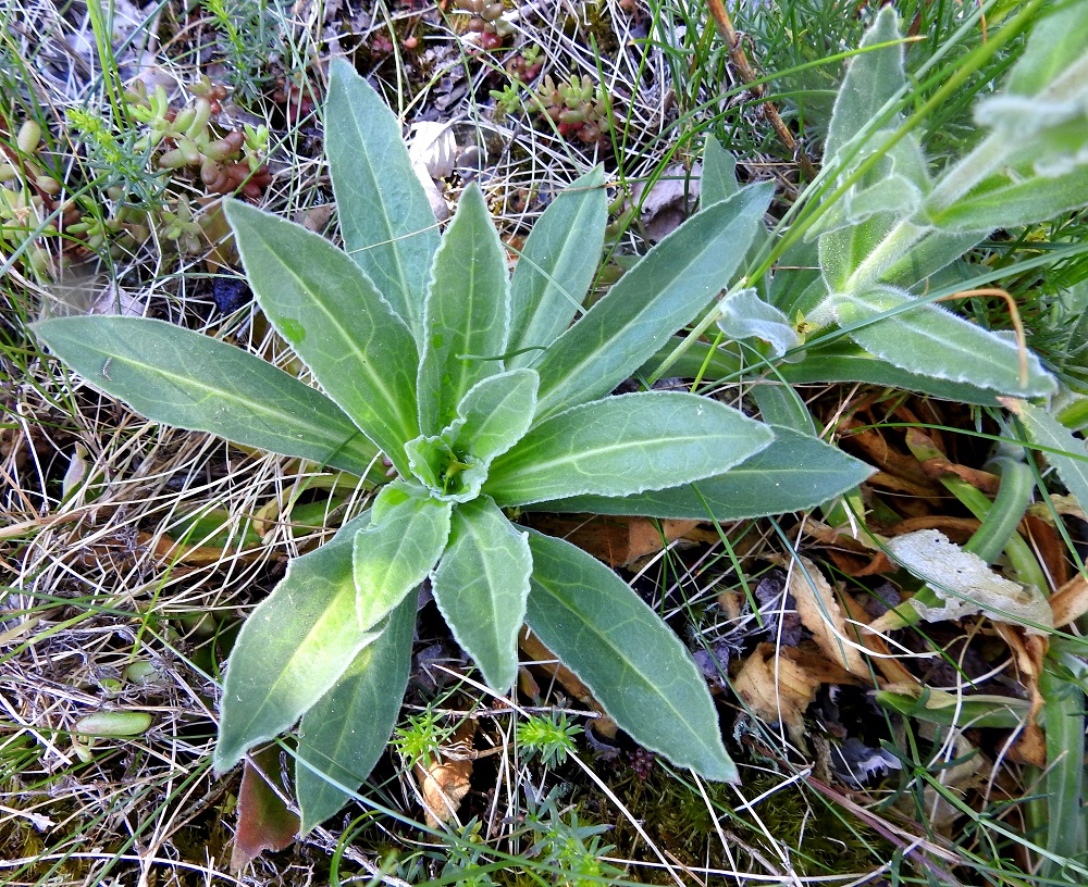 Silene viscosa - tahma-ailakki on yksivuotinen, ylitalvinen tai usein yläosastaan haarovan juurakon kasvattamien tyviruusukkeiden kautta monivuotinen kasvi. Ruusuke- ja aluslehdet ovat lähes ruodittomat tai lyhytruotiset ja kapean vastapuikeat sekä suippokärkiset. Ne ovat tavallisesti noin 4-12 cm pitkät ja leveimmältä kohtaa noin 1-2 cm leveät. 11.6.2024. Copyright Hannu Kämäräinen.