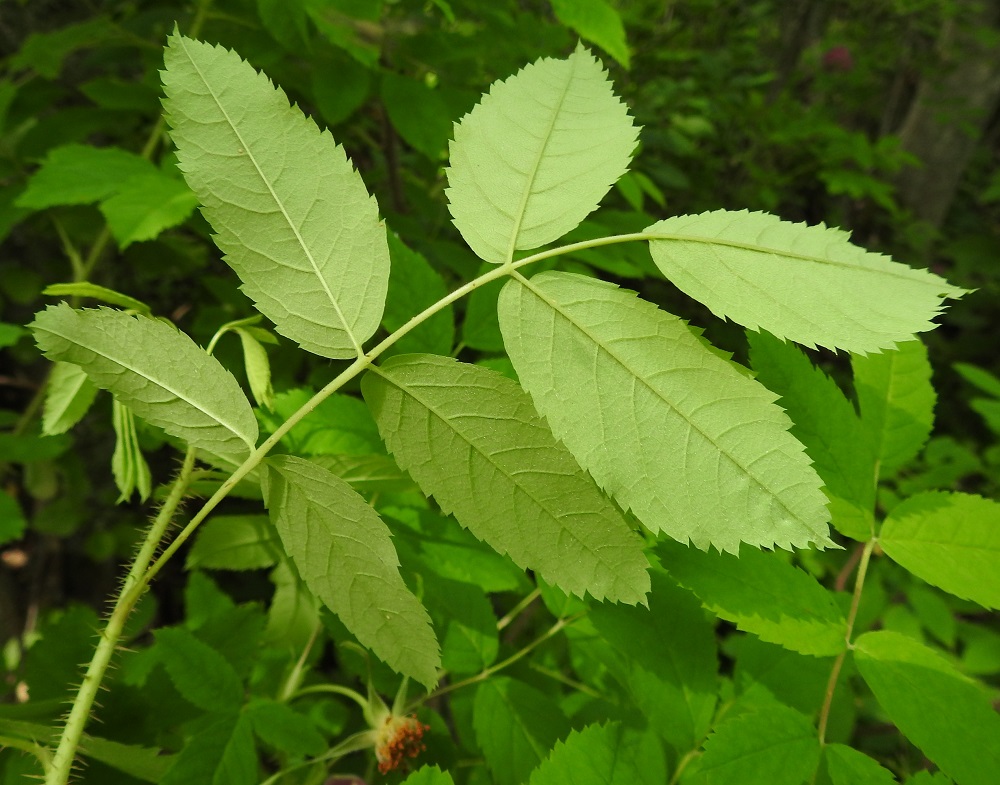 Rosa acicularis - karjalanruusun lehdykät ovat sahalaitaiset. Hammastus jatkuu lähes tyveen saakka tai tyviosa on hampaaton. Hampaiden muoto vaihtelee samassakin pensaassa kapean terävästä leveisiin hampaisiin, ja hammastus on toisinaan jossain määrin epäsäännöllinen. Lehdykän alapinta on harmahtavanvihreä ja ainakin suonia myöten lyhytkarvainen. 23.6.2022. Copyright Hannu Kämäräinen.