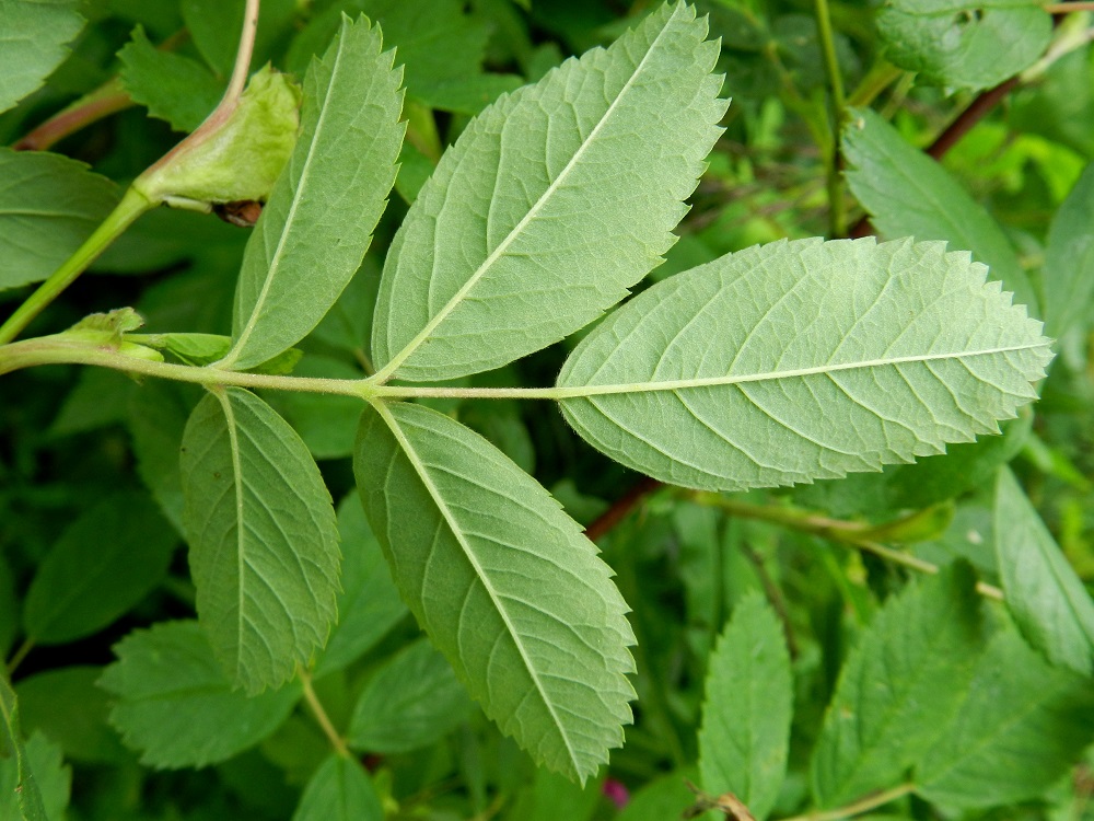 Rosa cinnamomea - metsäruusun lehtilavan lehdykät ovat laidoiltaan muuten terävästi sahalaitaiset, mutta lehdykän tyviosa on useimmiten aivan hampaaton. Yläpinta on vihreä ja vähäkarvainen, kun taas alapinta on vaalean- tai harmaanvihreä ja tiheästi hyvin lyhytkarvainen. 3.7.2012. Copyright Hannu Kämäräinen.