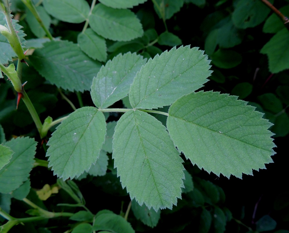 Rosa mollis - iharuusun lehdykät ovat tavallisesti noin 1-4 cm pitkät ja noin 0,7-3 cm leveät sekä hartsintuoksuiset. A, Lemland, Järsö, ulkoilualue, Häggsuddeniin vievän pikkutien varsi Söderfjärdenin pitkän, kiemuraisen merenlahden pohjoispuolella, 13.6.2014. Copyright Hannu Kämäräinen.