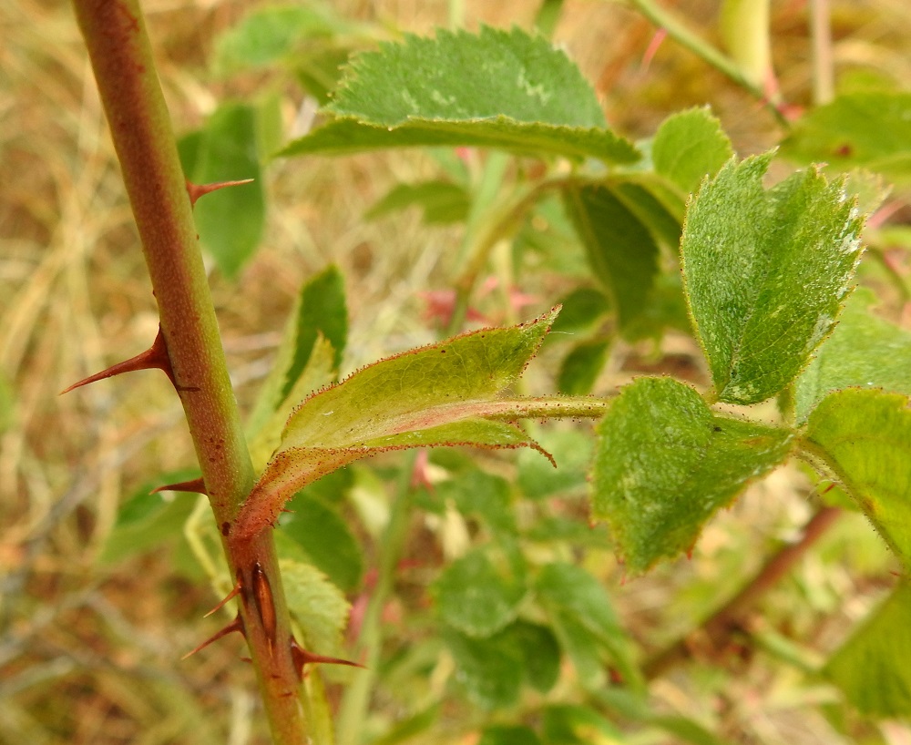 Rosa sherardii - okaruusun lehtiruoti on yleensä noin 1,5-3 cm pitkä ja karvainen, nystykarvainen sekä usein hentopiikkinen. Piikkisyys saattaa edetä lehden keskirankaan saakka. Korvakkeet ovat leveähköt, suippokärkiset ja kärjestään usein ulospäin kaartuvat. Ne ovat tiheäkarvaiset ja alta sekä reunoiltaan nystykarvaiset. Korvakkeet ovat lehtiruotiin kiinni kasvaneet ja useimmiten noin 1,5-2,5 cm pitkät. 15.7.2022. Copyright Hannu Kämäräinen.