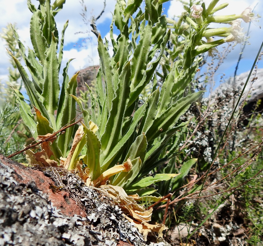 Silene viscosa - tahma-ailakin aluslehdet ovat kukintavaiheessa jo lakastuneet. Varsilehdet ovat vastakkain ja ristikkäisesti tiheään allekkain. 11.6.2024. Copyright Hannu Kämäräinen.
