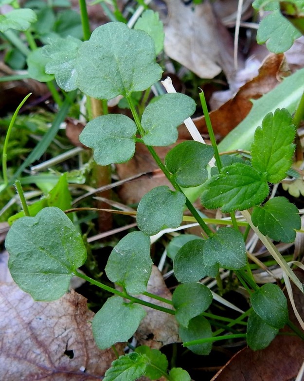 Cardamine pratensis subsp. pratensis - niittyluhtalitukan kaikki lehdet ovat parilehdykkäiset. Tyviruusukkeen lehtien ruoti on yleensä noin 3-8 cm pitkä. Lapaosuus on tavallisesti noin 3-10 cm pitkä ja leveimmältä kohtaa noin 1-2 cm leveä. Siinä on kärkilehdykän lisäksi useimmiten 3-10 lehdykkäparia. Sivulehdykät ovat ruodittomat tai ruoti on enintään noin 1 mm pitkä. Kärkilehdykkä on tavallisesti sivulehdyköitä kookkaampi, pyöreähkö tai munuaismainen ja isohampaisen kulmikas. Se on läpimitaltaan yleensä noin 8-12 mm. Sivulehdykät ovat pyöreähköt, soikeahkot tai puikeahkot ja enemmän tai vähemmän hampaiset sekä useimmiten noin 5-8 mm pitkät. 31.5.2024. Copyright Hannu Kämäräinen.