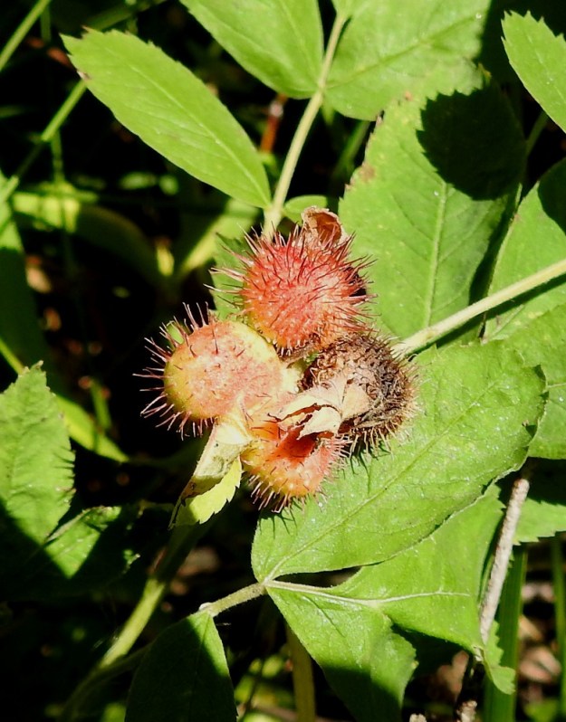 Rosa cinnamomea - metsäruususta voi löytää myös erikoisen näköisiä, piikkikarvaisia "kiulukoita". Kyseessä ovat takkuäkämäpistiäisen, Diplolepis rosae, aiheuttamat muutokset ruusun versoissa. Samalla kun pistiäisnaaras munii ruusuun munansa, se erittää munintakohtaan ilmeisesti hormonien kaltaisia kemikaaleja, jotka saavat ruusun kasvattamaan pullean äkämän. Piikkisen torjuvan äkämän suojissa munat kehittyvät toukiksi. EH, Hämeenlinna, Luhtiala, Aulangon Heikkilän tien vierus Soukan tilan kohdalla, pienen metsikön reunassa, 17.8.2020. Copyright Hannu Kämäräinen.