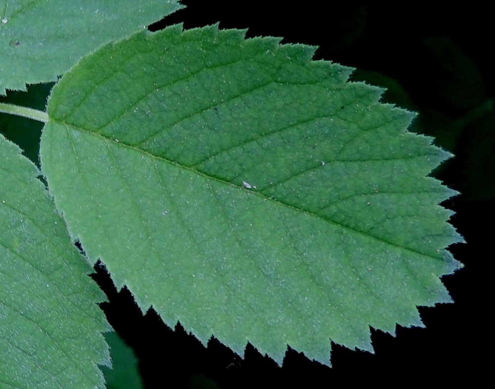 Rosa mollis - iharuusun lehdykät ovat toistamiseen sahalaitaiset. Hampaat ovat leveähköt, yleensä teräväkärkiset, ja niiden ulkosivulla olevat lisähampaat ovat pienet mutta paljain silmin erottuvat. Laitahampaiden reuna on nystyinen. A, Lemland, Järsö, ulkoilualue, Häggsuddeniin vievän pikkutien varsi Söderfjärdenin pitkän, kiemuraisen merenlahden pohjoispuolella, 13.6.2014. Copyright Hannu Kämäräinen.