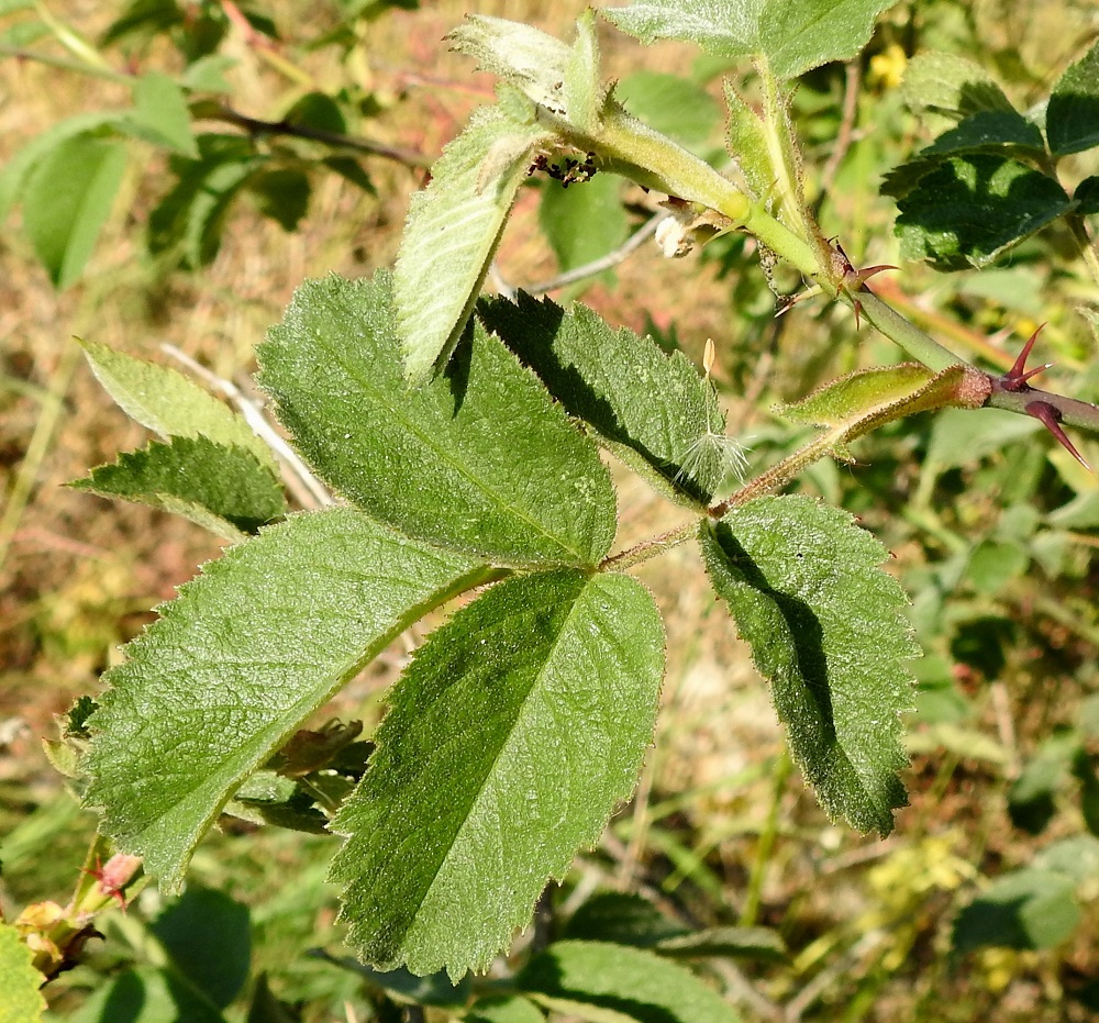 Rosa sherardii - okaruusun lehtilavassa on kolmesta seitsemään lehdykkää niin, että kärkilehdykän lisäksi lehdykkäpareja on yhdestä kolmeen. Yleisimmin lehdykkäpareja on kaksi. Lehdykät ovat lähinnä soikeat ja suippo- tai tylppäkärkiset sekä tavallisesti toistamiseen sahalaitaiset. Hammastus jatkuu lähes tyveen saakka tai tyviosa on hampaaton. Lehdykän yläpinta on harmaanvihreä ja alapinta hieman vaaleampi. Lehdykät ovat pehmeäkarvaiset ja alta myös nystykarvaiset. Ne ovat hartsintuoksuiset ja tavallisesti noin 2-4 cm pitkät sekä noin 1,5-2,5 cm leveät. 19.6.2023. Copyright Hannu Kämäräinen.