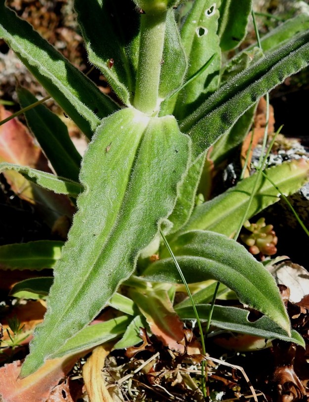 Silene viscosa - tahma-ailakin varsilehdet ovat ruodittomat, kapeanpuikeat tai kapean kolmiomaiset kaveten tasaisesti suipoksi kärjeksi. Pituutta niillä on yleensä noin 2-10 cm ja leveyttä leveimmältä kohtaa noin 0,5-2 cm. 11.6.2024. Copyright Hannu Kämäräinen.