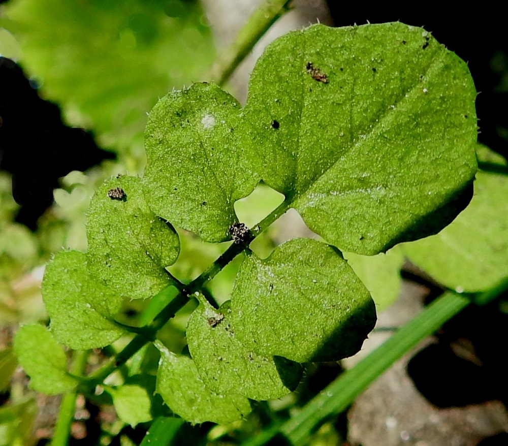Cardamine flexuosa - metsälitukan kaikki lehdykät ovat vihreät ja laidoiltaan ripsikarvaiset. Alempien lehtien lehdykät ovat usein hieman kulmikkaat tai mutkalaitaiset ja niissä voi olla jokunen epäsäännöllinen hammas. 24.6.2020. Copyright Hannu Kämäräinen.
