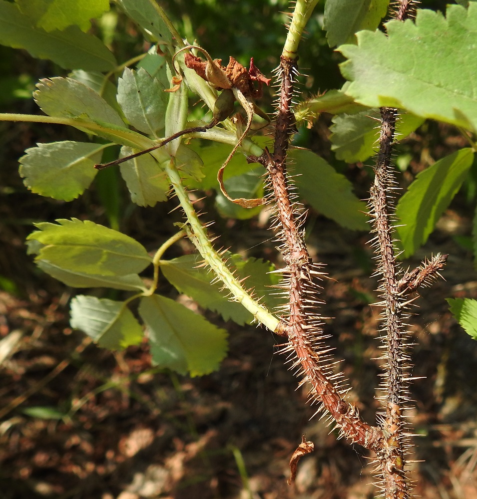 Rosa acicularis - karjalanruusun piikit ovat neulamaiset ja kauttaaltaan suorat. Varsissa on sekaisin lyhyempiä, hyvin ohuita ja pitempiä, hieman vankempia piikkejä. Niiden pituus on tavallisesti noin 1-5 mm. 23.6.2021. Copyright Hannu Kämäräinen.