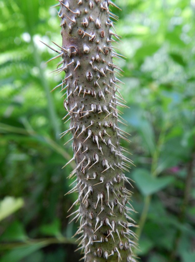 Rosa cinnamomea - metsäruusun vanhojen varsien alaosat ovat harmahtavat tai ruskeanharmaat ja tavallisesti tiheästi neulamaisen suorapiikkiset. 3.7.2012. Copyright Hannu Kämäräinen.