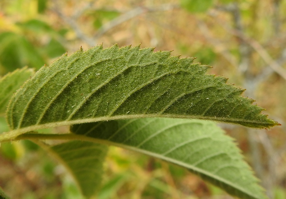 Rosa sherardii - okaruusun lehdyköiden laitahampaat ovat leveähköt, teräväkärkiset, ja niiden ulkosivulla olevat lisähampaat ovat pienet mutta paljain silmin erottuvat. Hampaiden reuna on nystyinen. 15.7.2022. Copyright Hannu Kämäräinen.
