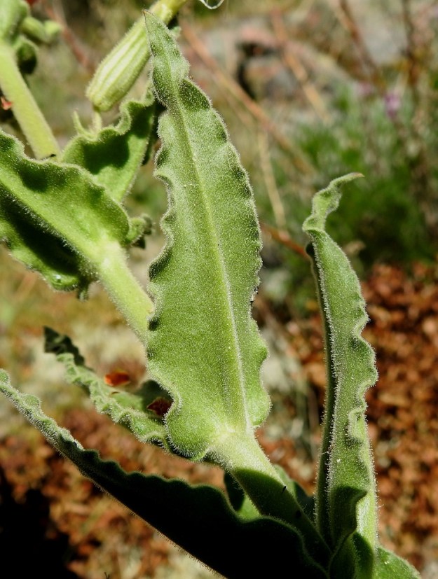Silene viscosa - tahma-ailakin kaikki lehdet ovat paksuhkot ja ehytlaitaiset mutta aaltopoimuiset. Lehtien huopamaisen tiivis karvoitus hidastaa merkittävästi veden haihtumista suojattomilla ja paahteisilla kasvupaikoilla. 11.6.2024. Copyright Hannu Kämäräinen.