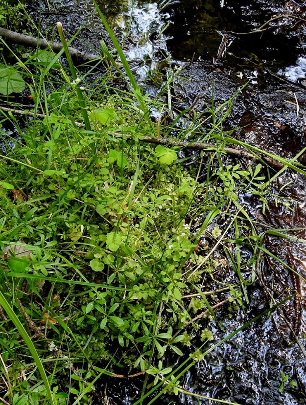 Cardamine flexuosa - metsälitukan juurakko on usein yläosastaan haarova. Näin yksi yksilö voi synnyttää useampivartisen kasvuston. Laji on Suomessa alkuperäinen ja kasvaa täällä levinneisyytensä koillisella äärirajalla. Se on luonnonkasvina hyvin harvinainen. Sillä on (2012 tilanne) yhteensä kahdeksan tunnettua kasvupaikkaa Varsinais-Suomen, Etelä-Hämeen ja Etelä-Savon eliömaakunnissa. Laji on luonnollisesti rauhoitettu ja uhanalaisuusarvioinnissa 2019 erittäin uhanalaiseksi (EN) todettu. 24.6.2020. Copyright Hannu Kämäräinen.