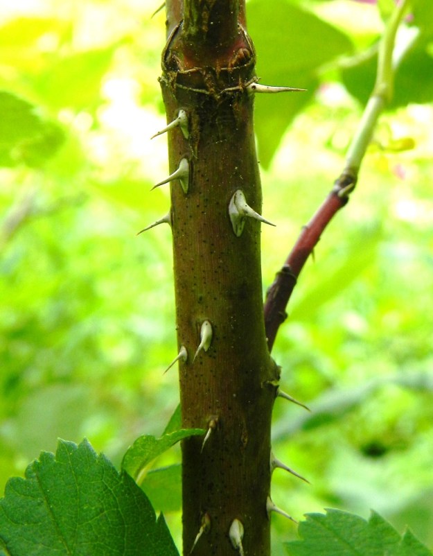 Rosa cinnamomea - metsäruusun varret ovat ylempänä ruskeat ja harventuen suora- tai hieman kaarevapiikkiset. 3.7.2012. Copyright Hannu Kämäräinen.