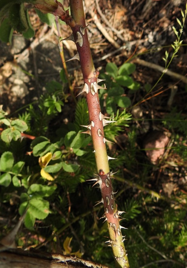 Rosa mollis - iharuusun varsien alaosa on harvakseen tai paikoin tiheämminkin neulamaisen suorapiikkinen. Piikkien pituus on tavallisesti noin 2-7 mm. A, Geta, Dånö, Dånövägenin laita metsäisen Julbergetin jyrkästi nousevan rinteen juurella, 20.6.2023. Copyright Hannu Kämäräinen.