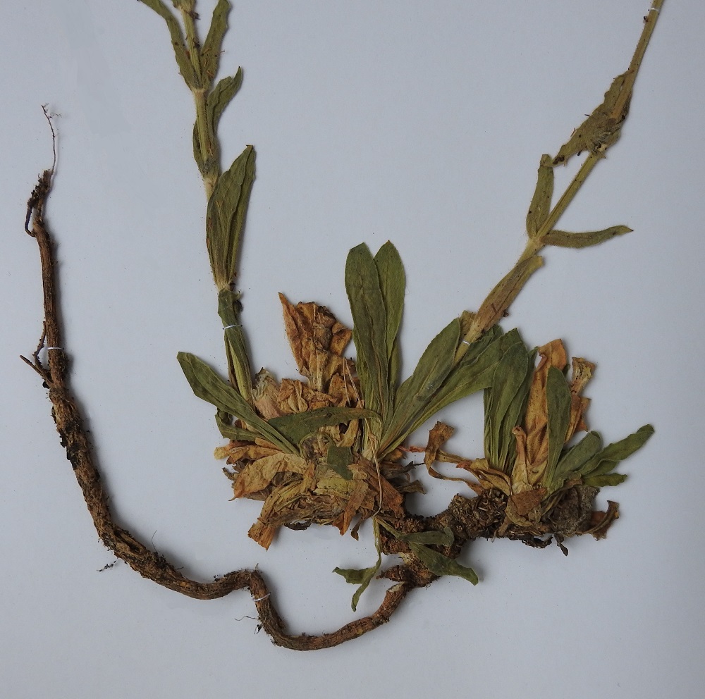 Silene viscosa - tahma-ailakin pääjuuri on vahva, jopa 20 cm pitkä ja usein yläpäästään haarova. Haaroista kasvavat lehtiruusukkeet ja kukintovarret. 14.7.1991. Kuva samalta kasvupaikalta otetusta näytteestä, copyright Hannu Kämäräinen.