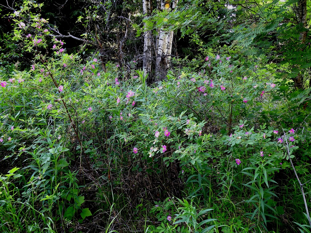 Rosa cinnamomea - metsäruusu on alkuperäinen ja levinneisyydeltään selvästi laaja-alaisin ruusulaji Suomessa. Sen luontainen esiintymisalue kattaa kaikki eliömaakunnat Enontekiön Lappia lukuun ottamatta. Kasvupaikkoina ovat lähinnä lehtometsät, valoisat rantametsät, metsänlaiteet, puronvarret ja lehtokalliot sekä erilaiset piennaralueet. Metsäruusu on myös vanha koristepensas ja voi pitkään säilyä jäänteenä vanhoilla asuinpaikoilla. EH, Hattula, Retula, Keskisjärven länsipään metsäalue noin 70 m rannasta, 18.6.2021. Copyright Hannu Kämäräinen.