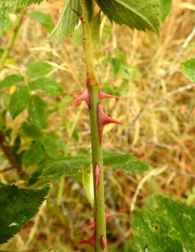 Rosa sherardii - okaruusu on vankkapiikkinen pensas. Vihreissä vuosiversoissa piikkejä on useimmiten runsaammin kuin iharuusulla. Piikit ovat suorahkot tai kärkiosastaan käyrät. Niiden pituus vaihtelee tavallisesti noin välillä 5-20 mm. 15.7.2022. Copyright Hannu Kämäräinen.