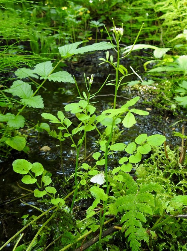 Cardamine flexuosa - metsälitukan luonnonkasvupaikkoina ovat lähinnä lähteiköt, lähdepurojen varret ja kosteat lehdot. Menestymisen edellytyksenä on, että kasvupohja säilyy ympäri vuoden sulana ja tasaisen viileänä. EH, Virrat, Pohjaslahti, Monoskylä, luonnonsuojelualue, lähdepuron varsi, 24.6.2020. Koko kuvasarja on samalta kasvupaikalta. Copyright Hannu Kämäräinen.