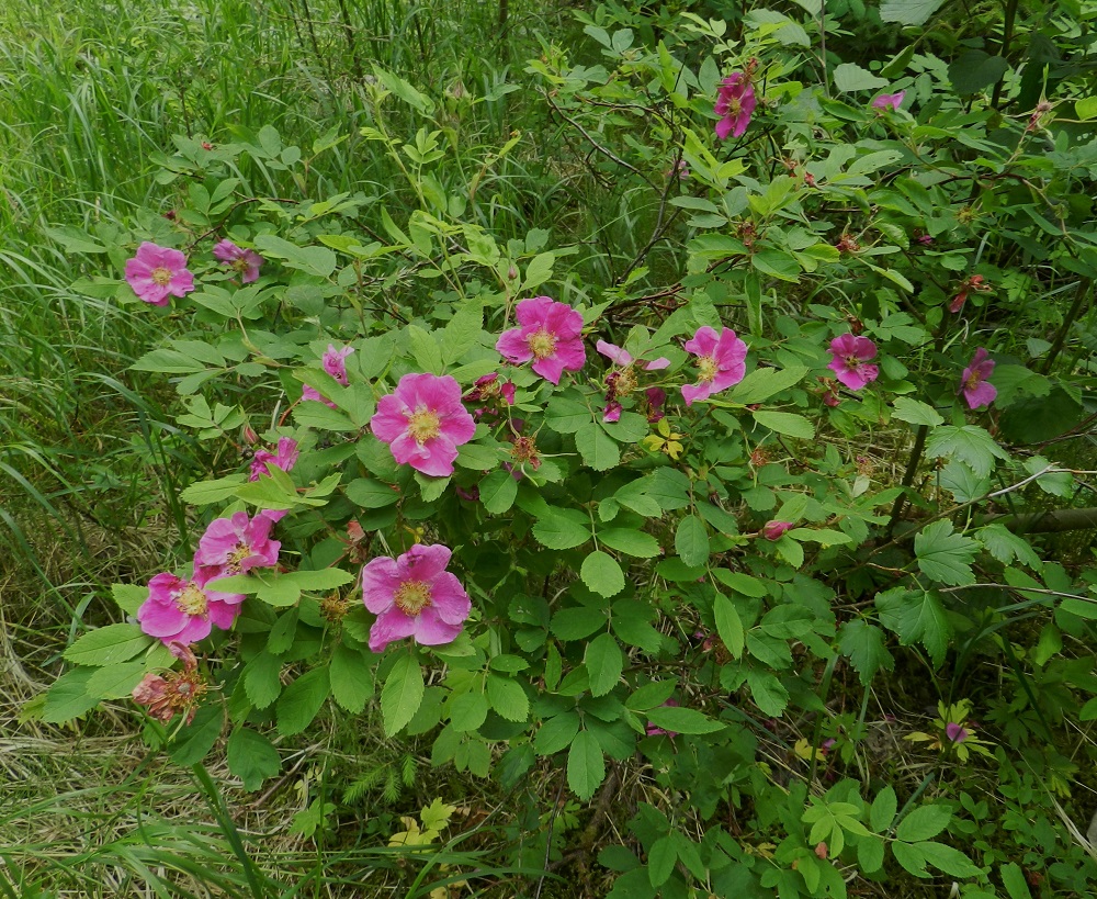 Rosa cinnamomea - metsäruusu on tavallisesti noin 0,2-2 m korkea pensas, jonka kukat ovat lehtihankaisesti yksittäin vuosiversojen kärjessä. EH, Hämeenlinna, Idänpää, Kihtersuo, Aulangonjärven eteläkulman kaakkoispuolen metsänreuna, 3.7.2012. Ellei toisin mainita, kuvat ovat tältä samalta kasvupaikalta. Copyright Hannu Kämäräinen.