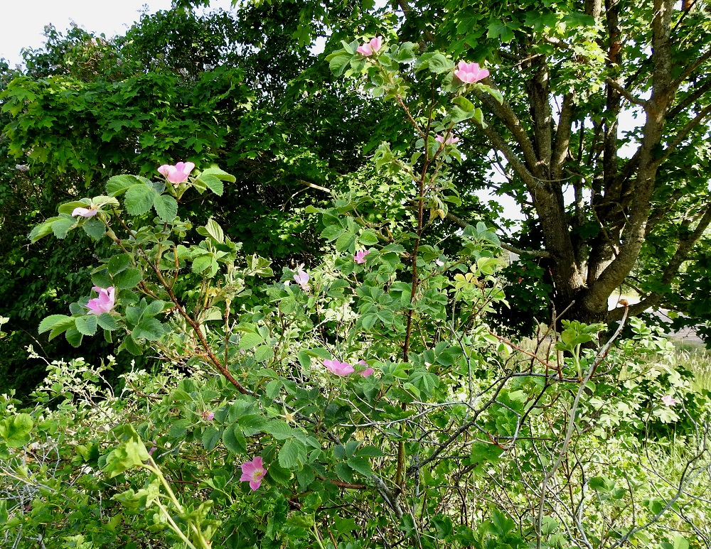 Rosa mollis - iharuusu on harvahaarainen pensas, joka on tavallisesti noin 0,5-1,5 m korkea. A, Finström, Bergö, Bergövägenin itäpuoli Furulundin ja Södergårdin tilojen välillä, laajan kallioketoalueen laitaniitty lähellä maantietä, 19.6.2023. Copyright Hannu Kämäräinen.