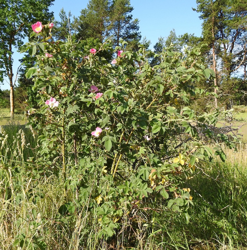 Rosa sherardii - okaruusu on harvinainen pensas, jonka luontainen esiintymisalue rajoittuu lähinnä Ahvenanmaalle, jossa sillä on runsas viitisenkymmentä tunnettua kasvupaikkaa. Laji on kalkinsuosija ja kasvaa lähinnä lehdoissa ja lehtoreunuksissa, lehdesniityillä, laidunmailla sekä kivikkorinteillä. Se on rauhoitettu Ahvenanmaalla ja todettu 2019 uhanalaisuusarvioinnissa vaarantuneeksi (VU). A, Finström, Bergö, Bergövägenin itäpuoli Furulundin ja Södergårdin tilojen välillä, laajan kallioketoalueen laitaniitty lähellä maantietä, 23.6.2023. Koko kuvasarja on samalta kasvupaikalta. Copyright Hannu Kämäräinen.