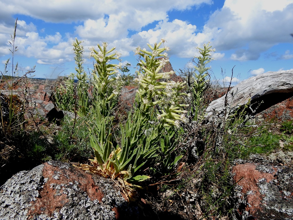 Silene viscosa - tahma-ailakki on karujen luotojen ja kallioisten saarien kaunistus, joka löytää juurensijansa kiviaineksen raoista ja muista eloperäistä ainesta sisältävistä uurteista. A, Lemland, Norrby, Ranskholmin läntisemmän kärjen jatkeena oleva Lumparnin Segelgrundet-saari, avokallioisen pohjoisosan, itäpuolen rantakallioalue, 11.6.2024. Koko kuvasarja on samalta kasvupaikalta. Copyright Hannu Kämäräinen.