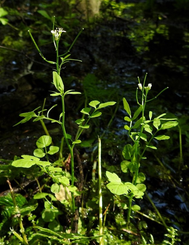 Cardamine flexuosa - metsälitukka on kaksi- tai lyhytikäinen monivuotinen, pysty ja tavallisesti noin 15-40 cm korkea. Sen hedelmälidut yltävät kukkivan latvan tasalle tai hieman siitä ylikin. 24.6.2020. Copyright Hannu Kämäräinen.