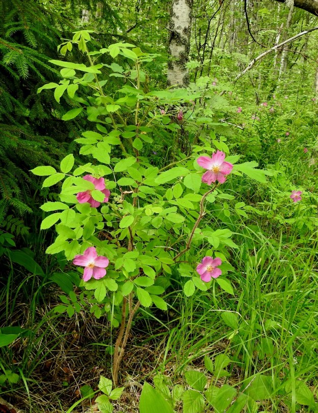 Rosa acicularis - karjalanruusun pensaasta näkee jo kauemmaksikin, että se on, toisin kuin metsäruusu, R. cinnamomea, tiheäpiikkinen vuosikasvaimia myöten. 23.6.2022. Copyright Hannu Kämäräinen.