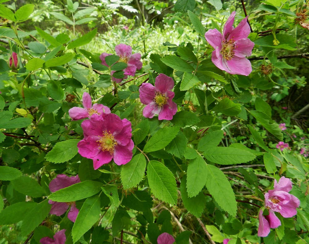 Rosa cinnamomea - metsäruusun teriö on säteittäinen, punainen ja yleensä noin 40-50 mm leveä. Terälehtiä on useimmiten viisi, mutta joskus niitä voi olla samassa pensaassakin enemmän. Kuvan viisiterälehtisen kukan kahta puolen olevissa kukissa on kahdeksan terälehteä. "Ylimääräiset" terälehdet jäävät usein lähes kokonaan piiloon muiden alle ja voivat olla myös muita pienempiä. 3.7.2012. Copyright Hannu Kämäräinen.