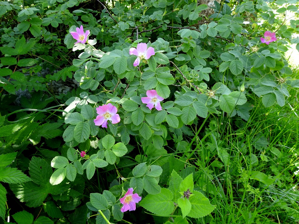 Rosa mollis - iharuusu on alkuperäinen laji Suomessa. Sen luontainen esiintymisalue rajoittuu Ahvenanmaan, Varsinais-Suomen ja Uudenmaan eliömaakuntiin. Kasvupaikkoina ovat lähinnä lehtometsien reunusalueet, kivikkorinteet ja laidunmaat. Kuvan alalaidassa seuralaisena on lehtopähkämö, Stachys sylvatica. A, Jomala, Ramsholm, luonnonsuojelualue, alueen pohjoisosa, niemen länsilaita lehtometsikön reunassa, 14.7.2017. Copyright Hannu Kämäräinen.