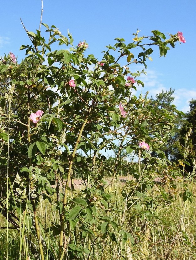Rosa sherardii - okaruusu on pysty, tavallisesti noin 1-2 m ja harvemmin jopa 3 m korkea. Sen oksat ovat usein pitkiä ja kaarevia. 23.6.2023. Copyright Hannu Kämäräinen.