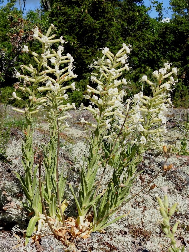 Silene viscosa - tahma-ailakki on tavallisesti noin 30-60 cm korkea. Se on yksi- tai monivartinen, tanakka ja pysty sekä tieteellisen ja suomalaisen nimensä mukaisesti kauttaaltaan huopamaisen tiheästi tahmean nystykarvainen. 11.6.2024. Copyright Hannu Kämäräinen.