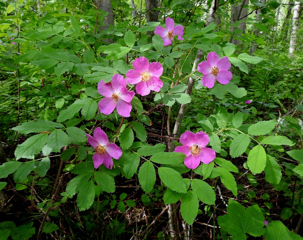Rosa acicularis - karjalanruusun kukat ovat lehtihankaisesti yksittäin vuosiversojen kärjessä. 23.6.2022. Copyright Hannu Kämäräinen.