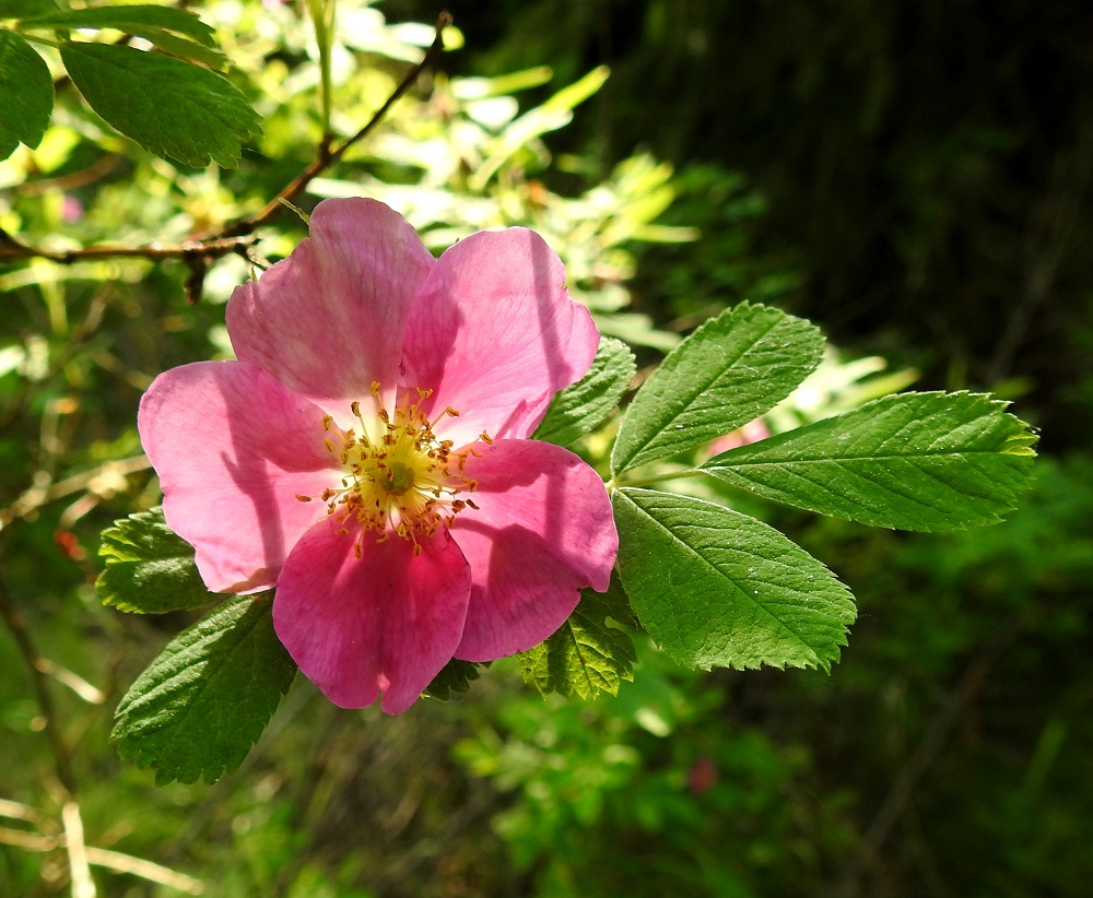 Rosa cinnamomea - metsäruusun terälehdet ovat lähinnä leveän vastapuikeat ja suippotyviset. Pituutta niillä on tavallisesti noin 20-25 mm ja leveyttä leveimmältä kohtaa noin 15-27 mm. EH, Hattula, Retula, Keskisjärven länsipään metsäalue noin 70 m rannasta, 18.6.2021. Copyright Hannu Kämäräinen.