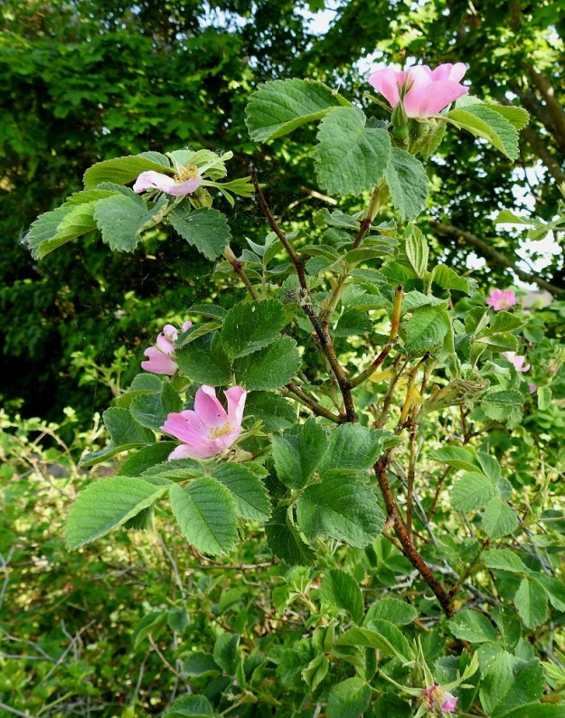 Rosa mollis - iharuusun varret haaroineen ovat ruskeat tai vihreänruskeat ja tyviosaa lukuun ottamatta harva- ja vähäpiikkiset. A, Finström, Bergö, Bergövägenin itäpuoli Furulundin ja Södergårdin tilojen välillä, laajan kallioketoalueen laitaniitty lähellä maantietä, 19.6.2023. Copyright Hannu Kämäräinen.