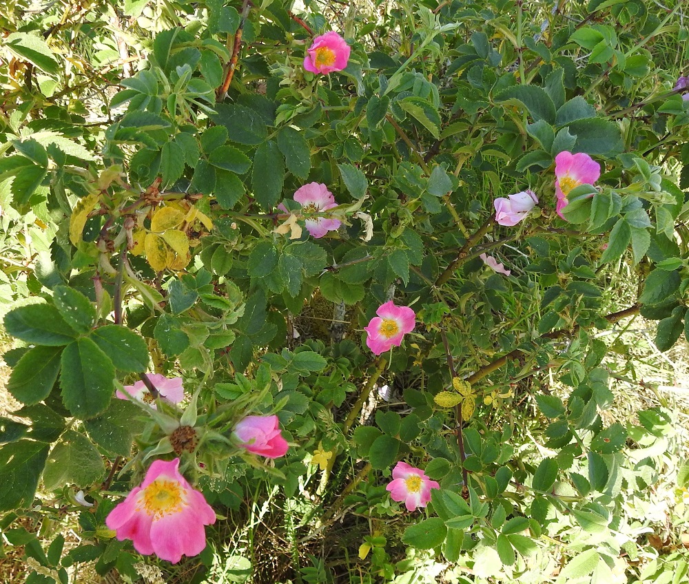 Rosa sherardii - okaruusu on kasvutavaltaan tiheähaarainen. Varret ovat usein polvekkeisia, kuten kuvastakin ilmenee. 23.6.2023. Copyright Hannu Kämäräinen.