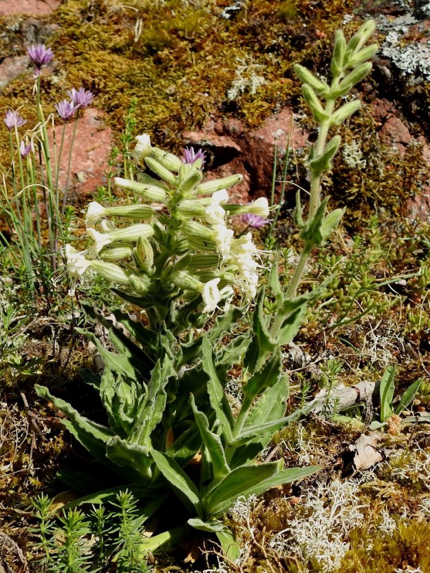 Silene viscosa - tahma-ailakin varret ovat haarattomat, suorat, jäykät ja liereät sekä kellan- tai harmaanvihreät. Kuvassa seuralaisina ovat mm. ruoholaukka, Allium schoenoprasum ja keltamatara, Galium verum. 11.6.2024. Copyright Hannu Kämäräinen.