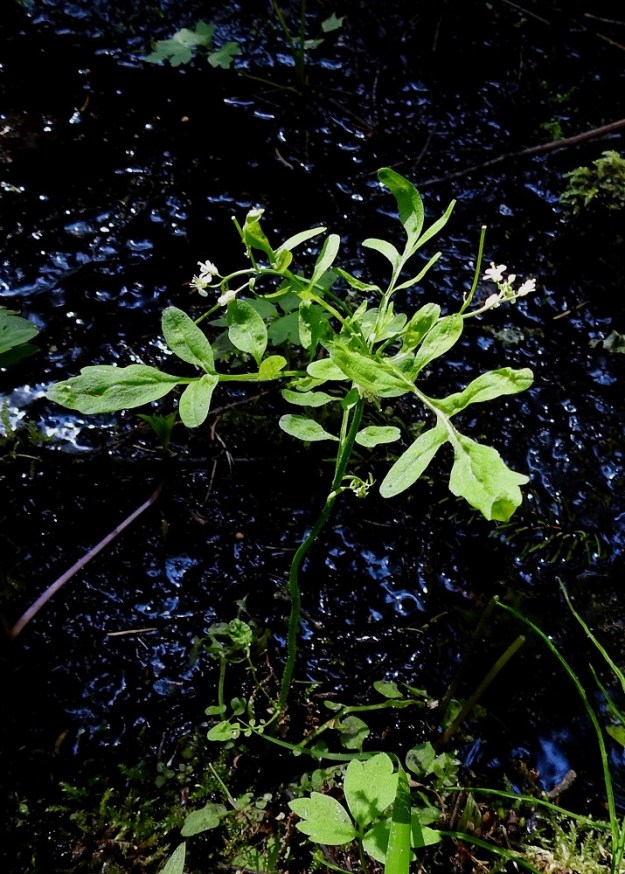 Cardamine flexuosa - metsälitukan varren tyvellä on yleensä niukasti aluslehtiä, jotka ovat varsilehtiä pienemmät. Toisinaan varret haarovat erityisesti latvaosastaan. 24.6.2020. Copyright Hannu Kämäräinen.
