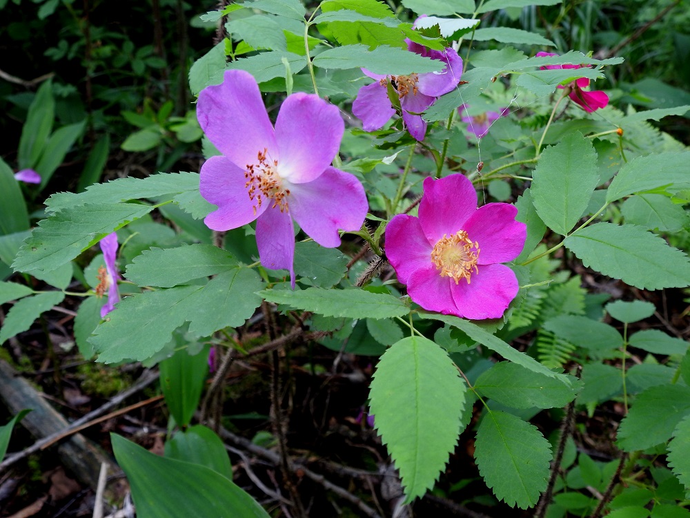 Rosa acicularis - karjalanruusun teriö on säteittäinen, aluksi voimakkaan punainen, myöhemmin vaaleampi ja yleensä noin 40-50 mm leveä. Terälehtien koko suurenee vielä jonkin verran kukan avautumisen jälkeen. 23.6.2022. Copyright Hannu Kämäräinen.