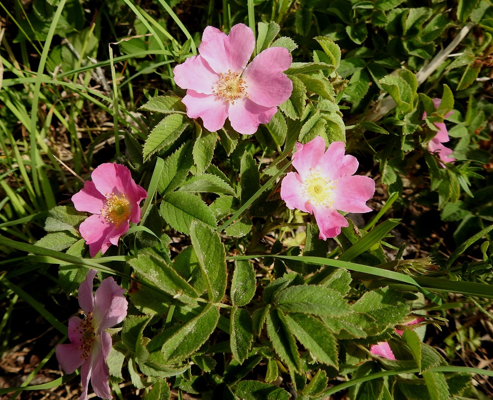 Rosa mollis - iharuusun teriö on säteittäinen, aluksi punainen ja myöhemmin vaaleanpunainen sekä yleensä noin 30-50 mm leveä. A, Geta, Dånö, Dånövägenin laita metsäisen Julbergetin jyrkästi nousevan rinteen juurella, 20.6.2023. Copyright Hannu Kämäräinen.