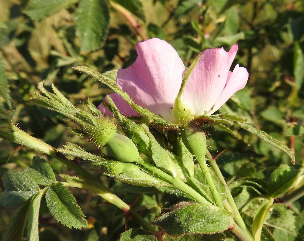 Rosa sherardii - okaruusun kukkaperä on yleensä noin 10-20 mm pitkä, karvainen ja vankan nystykarvainen. Kukkapohjus on pitkulainen ja kalju tai vaihtelevasti nystykarvainen. 19.6.2023. Copyright Hannu Kämäräinen.