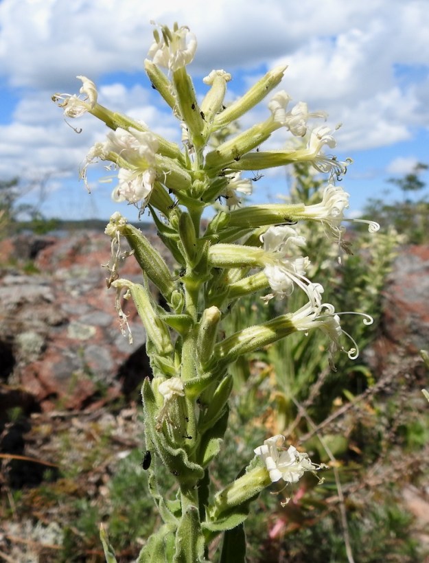 Silene viscosa - tahma-ailakin kukinto on varsipäätteinen, lieriömäinen ja runsaskukkainen sekä tavallisesti noin 15-25 cm pitkä. 11.6.2024. Copyright Hannu Kämäräinen.